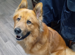 German shepard cross for [STUD]