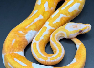 Dreamsicle ball/royal python hatchling