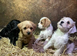 HEALTH CHECKED AND VACCINATED JACKAPOOS READY TO GO!