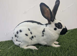 Purebred young English rabbit looking for a good home