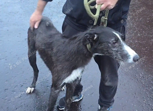 Collie grey deer grey