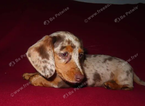 Reduced!! Miniature Dashound