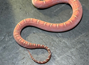 Cb26 corn snakes WOW AMAZING!