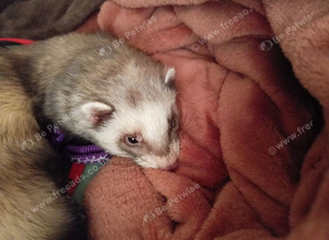 Missing Ferret