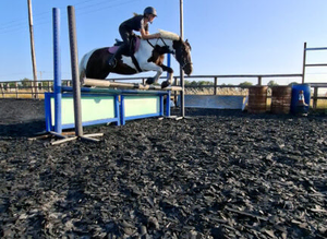 Looking for a cheep youngster cob to be a projects pony