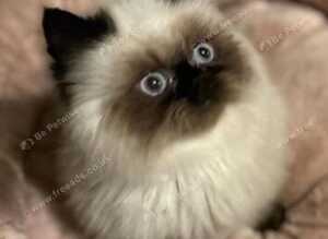 stunning Himalayan Persian Kittens