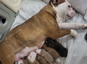 Old Tyme English bulldog puppies
