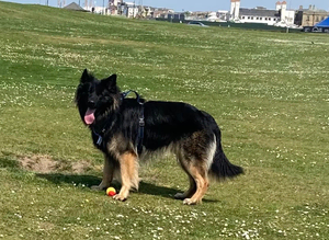 Stud German Shepard