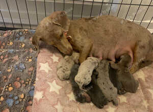 Dachshund Pupies
