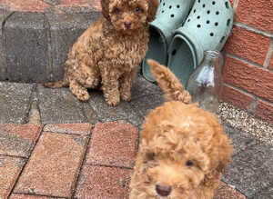 Cockapoo puppies ready to leave