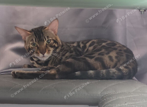 Bengal cat pure breed for sale