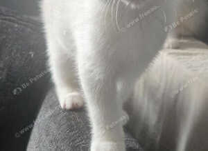 2 white male kittens ready to go to their forever homes!!!