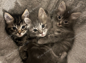 Fluffy Kittens