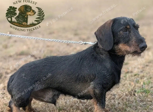 Teckel dog