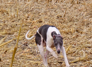 Blue & white whippet stud