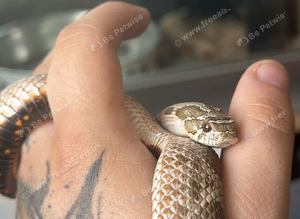 Male Western Hognose &ndash; Conda 100% Het Albino