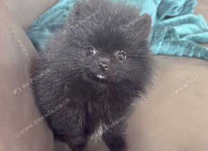 TINY Black Teddy Bear faced Pomeranian Female