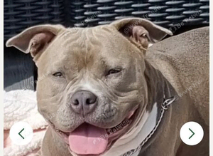 Two short legged staffy s for sale,