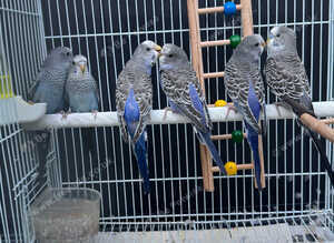 &ldquo;Beautiful Budgie Mutations