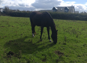 6 year old TB broodmare/companion.