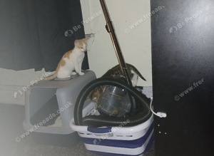 2 kittens