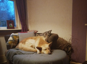 Stunning white gsd available for stud
