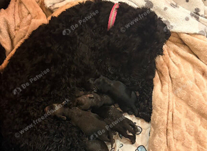 Cavapoo/ cockapoo mix puppies