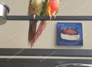 High Red Green cheek & Pineapple Conure