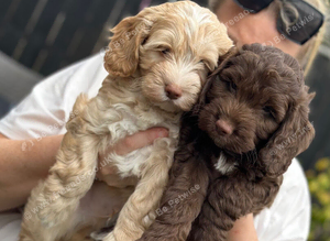 F1 cockapoo