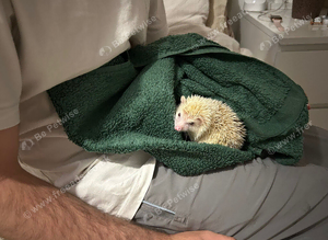 Pygmy hedgehog for sale
