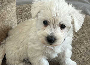 Beautiful Westiepoo pups