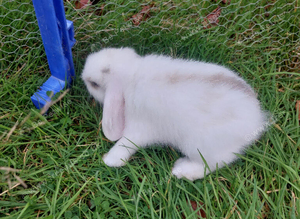Bunnies for sale
