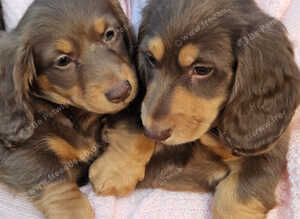 Long haired mini dachshund pups