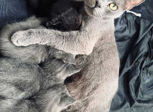 kittens