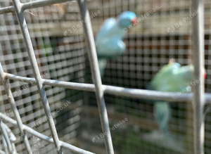 Indian ringnecks