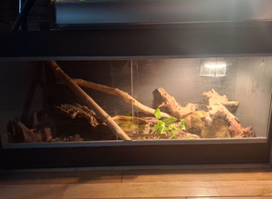 Male Ball Python and set up