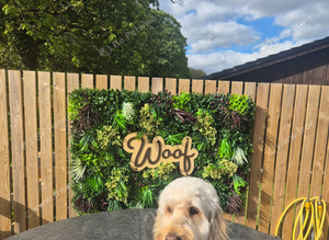 Cockapoo for stud