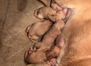 Yellow labrador pups