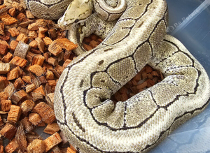 Adult proven breeder female royal python