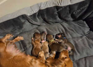 Long haired shaded cream miniature dachshunds