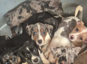 Beautiful merle jack russells