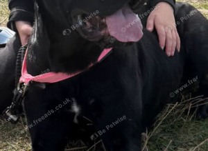 small Cane corso bitch
