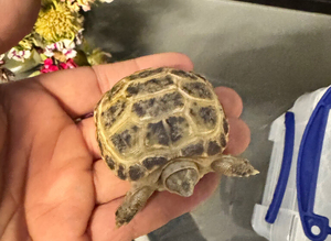 Horsfield tortoise baby&rsquo;s