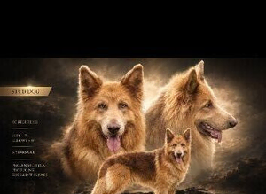 Isabella & Tan GSD stud dog