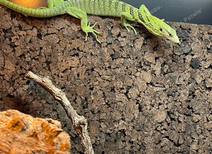 Varanus Reisingeri female 13 months old