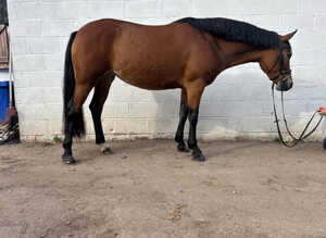 Absolutely superb 5yr Connemara mare