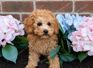 Extensively health Tested Cavapoos Therapy/Support dogs