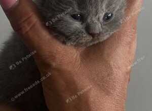 Kittens