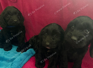 Beautiful cockapoo puppies