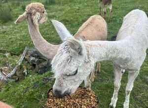 3 Beautiful Alpacas For Sale
